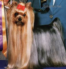  CARANEAL'S CHARGED AND READY — Labaza DogPedigree YorkshireTerrier
